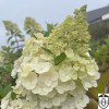 Hydrangea paniculata 'Magical Mont Blanc' - Aedhortensia 'Magical Mont Blanc' C2/2L